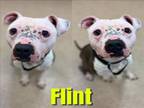 Adopt FLINT a Pit Bull Terrier