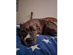 Adopt Rex - Courtesy Post a Mixed Breed