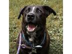 Adopt Hotrod Cleatus a Black Labrador Retriever, Australian Cattle Dog / Blue