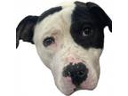 Adopt Chicago a Pit Bull Terrier