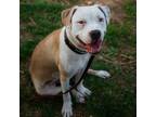 Adopt Ridley a Pit Bull Terrier, Boxer