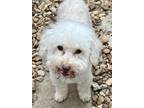 Adopt Arnold a Poodle