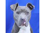 Adopt Ozzy Pawsborne- 020203S a Pit Bull Terrier