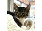 Adopt Oliver a Domestic Short Hair