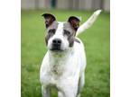 Adopt BAMBINO a Catahoula Leopard Dog, Mixed Breed