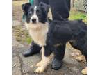 Adopt **Courtesy Posting** Baxter a Border Collie