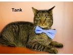 Adopt Tank a Tiger