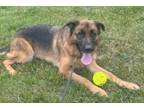 Adopt XP Ace - Bernardsville, NJ a German Shepherd Dog