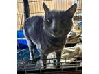 Adopt Elvis a Domestic Short Hair