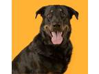 Adopt Blue a German Shepherd Dog