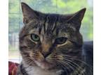 Adopt Chai a Domestic Short Hair