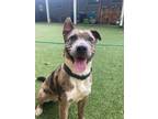 Adopt Marley a Pit Bull Terrier, Australian Shepherd