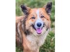 Adopt Weller Clyde a Rough Collie