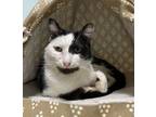 Adopt Manny Norton - KBC a Domestic Short Hair