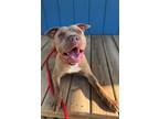 Adopt Jasper Yrly 25 a Pit Bull Terrier, Shar-Pei