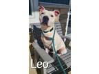 Adopt Leo Yrly 32 a Pit Bull Terrier