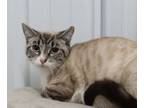 Adopt Bobbie a Domestic Short Hair, Siamese