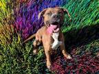 Adopt HARVEY a Pit Bull Terrier, Mixed Breed