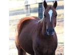 Adopt Ian a Arabian, Quarterhorse