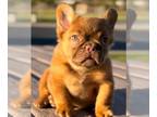 French Bulldog PUPPY FOR SALE ADN-750932 - ROJO ISABELLA FLUFFY