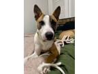 Adopt Oakley 423160 FosterHomeSweetDogCatPeopleFriendlyBoy a Bull Terrier