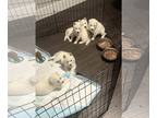 Siberian Husky PUPPY FOR SALE ADN-750811 - Husky for sale