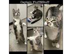 Adopt Captain Fluff N Stuff a Domestic Short Hair