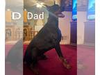 Doberman Pinscher PUPPY FOR SALE ADN-750925 - Doberman puppies