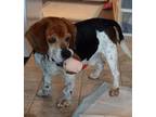 Adopt Johnny Cash a Beagle