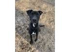 Adopt Roman a Pit Bull Terrier, Mixed Breed