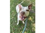 Adopt Zuko a Pit Bull Terrier, Mixed Breed