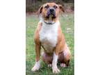 Adopt TOBY a Boxer