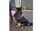 Adopt Angus a Rough Collie