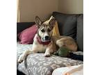 Adopt Curly Fry a German Shepherd Dog, Mixed Breed