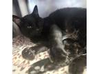 Adopt Refried Clyde a Domestic Short Hair