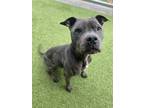 Adopt Mendez a Pit Bull Terrier, Mixed Breed