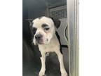 Adopt Handsome a Boxer, Pit Bull Terrier
