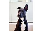 Adopt Moose a Pit Bull Terrier, Mixed Breed