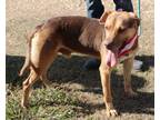 Adopt Picasso a Labrador Retriever, Rottweiler