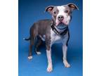 Adopt MOOGLE a American Staffordshire Terrier