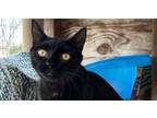 Adopt Justice a Domestic Short Hair