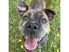 Adopt Elijah Dipper Stewart a American Staffordshire Terrier, Boxer