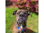 Adopt Dex a Boxer