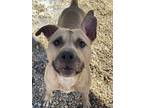 Adopt Hermes a Pit Bull Terrier, Mixed Breed