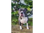 Adopt Ozzy Pawsborne a Staffordshire Bull Terrier