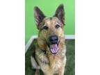 Adopt Apollo a German Shepherd Dog, Mixed Breed