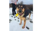 Adopt Railroad a Shepherd