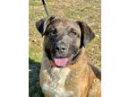 Adopt Davidson a Shepherd, Rottweiler