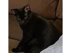 Adopt Black Magic a Domestic Short Hair