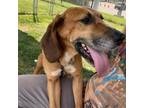 Adopt Copper a Mixed Breed